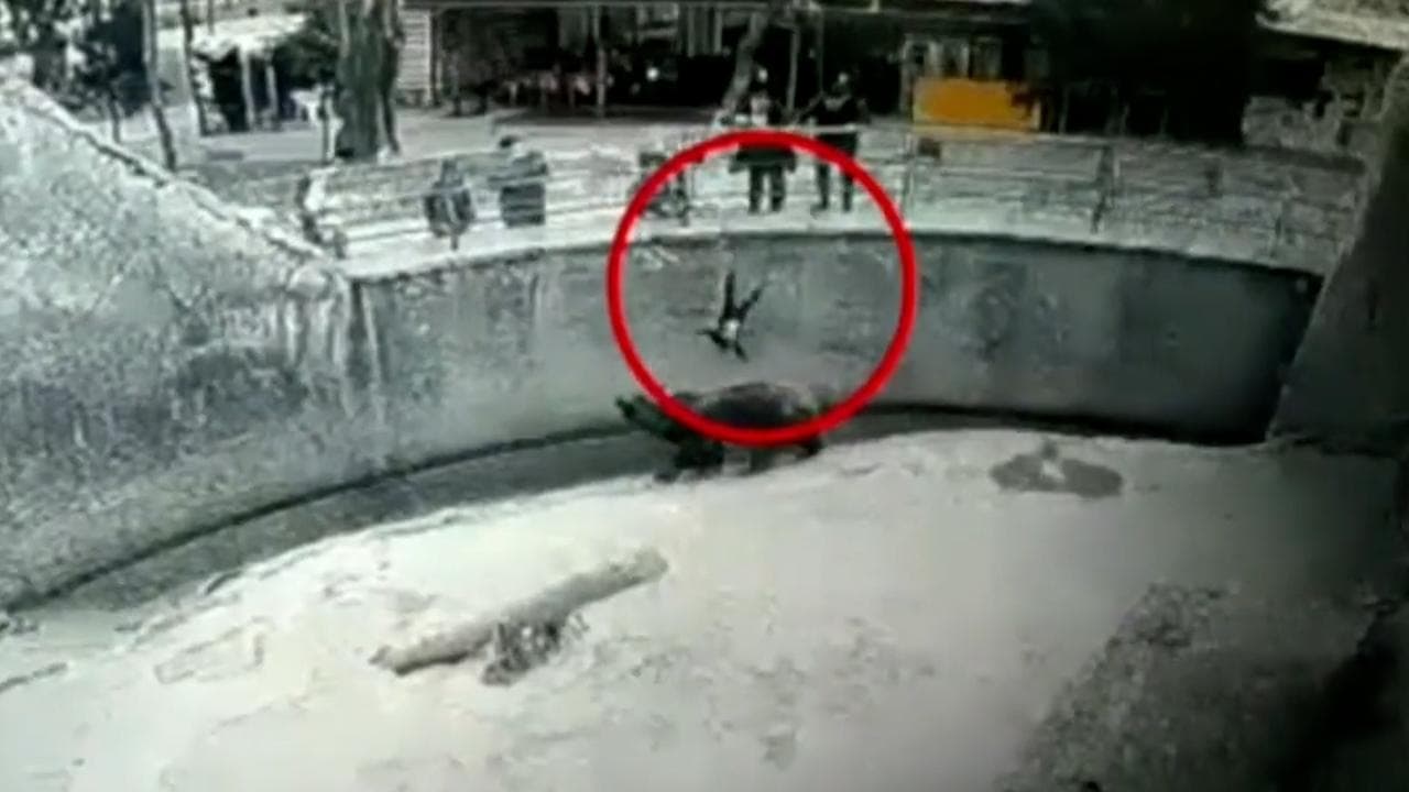 Viral Video: ভাল্লুকের খাঁচায় একরত্তিকে ফেলে দিল মা...তারপর? দেখুন হাড় হিম করা ভিডিও