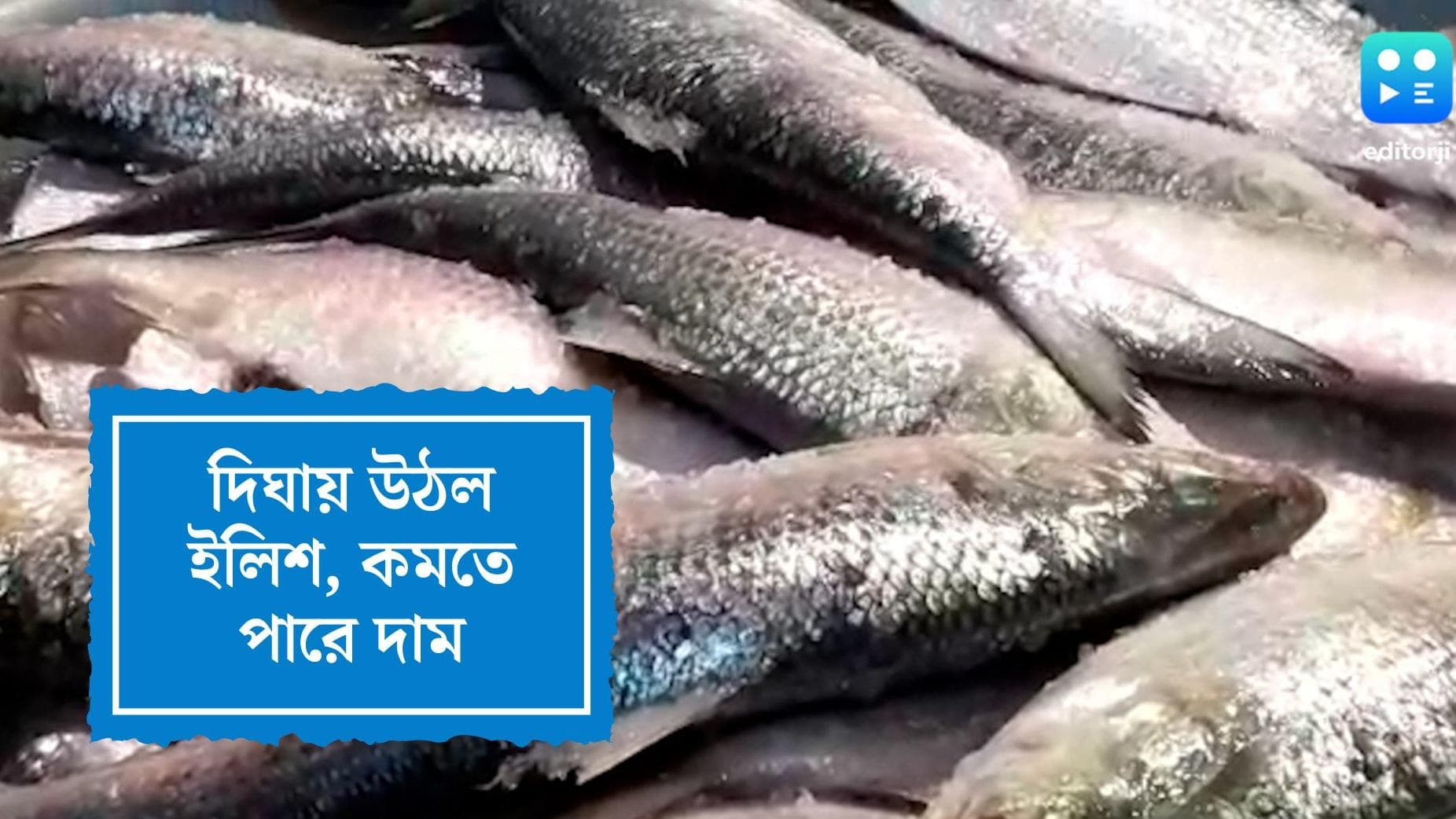 Hilsa Fish in Digha Coast: দিঘায় মৎস্যজীবীদের জালে মরশুমের প্রথম ইলিশ, এবার বাজারেও কমতে পারে দাম