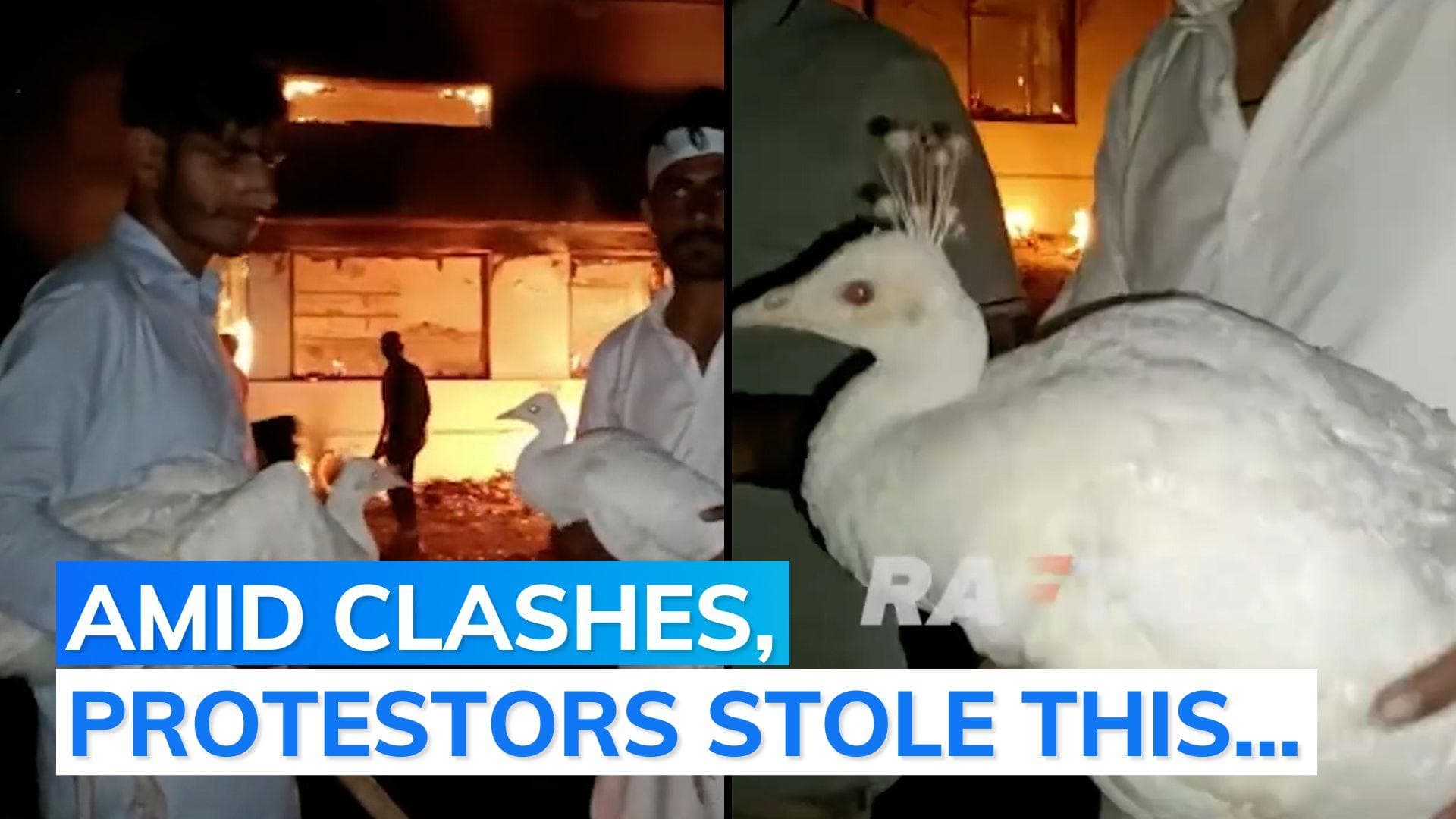 Imran Khan arrest: peacocks stolen from Pakistan Army officer's home, say reports