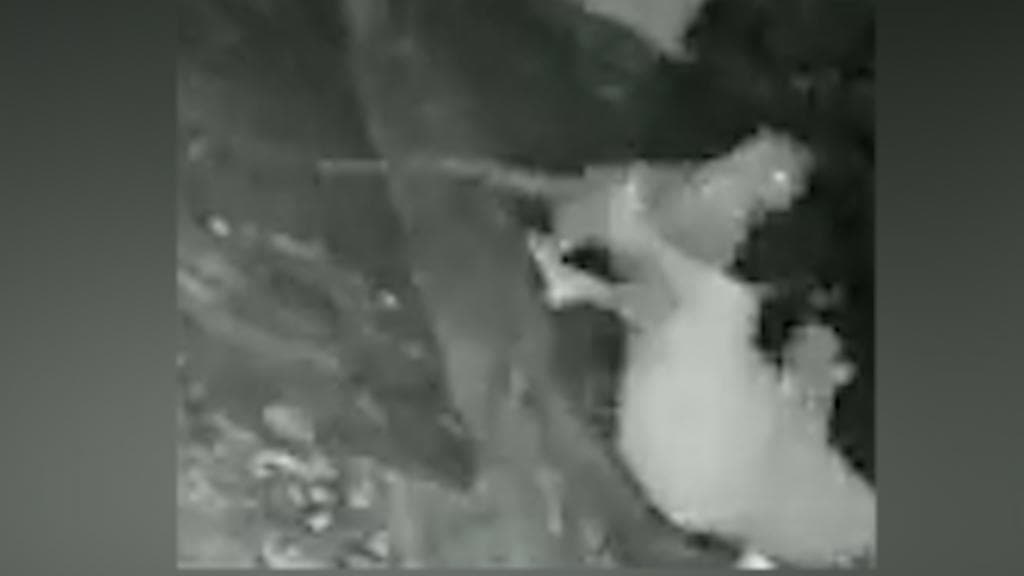 Watch: দেখুন কীভাবে বসতির মধ্যে মহিলাকে পিছন থেকে আক্রমণ করল চিতা