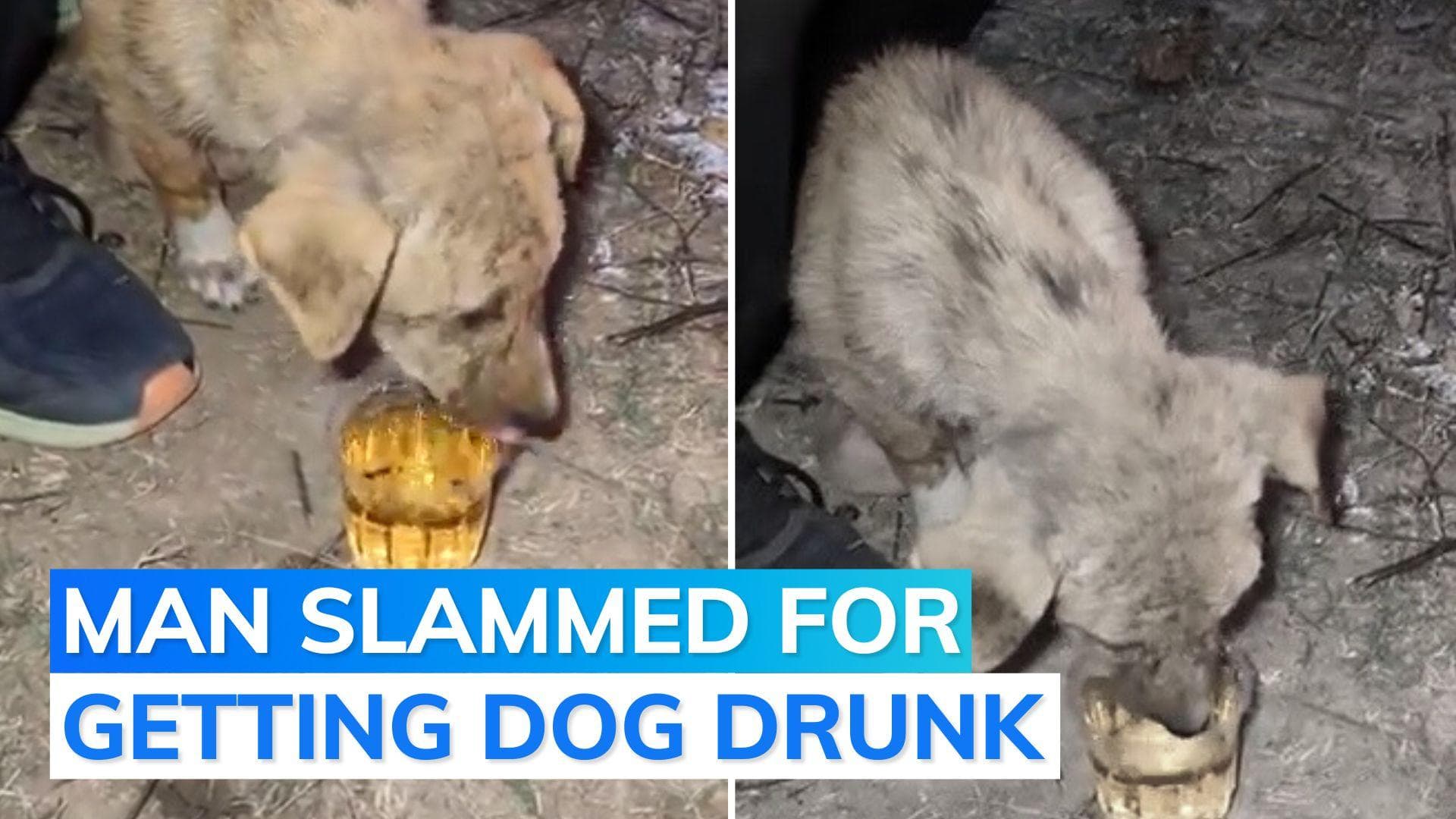 Dog made to drink whisky, Rajasthan Police takes note after video sparks outrage | Watch