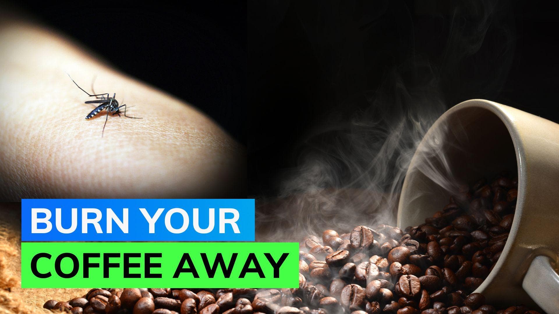 Can burning coffee repel mosquitoes? Know all about this viral hack