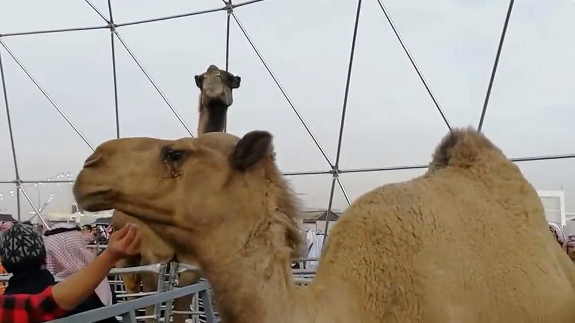 More than 40 camels banned from Saudi beauty contest over Botox