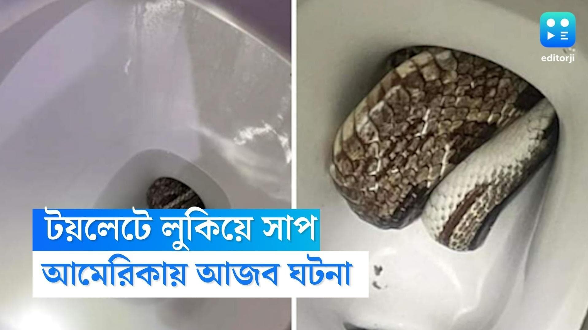 US Viral Snake Photos : বাথরুমে লুকিয়ে সাপ ! পুলিশকে সাহায্যের জন্য ফোন আমেরিকার পরিবারের