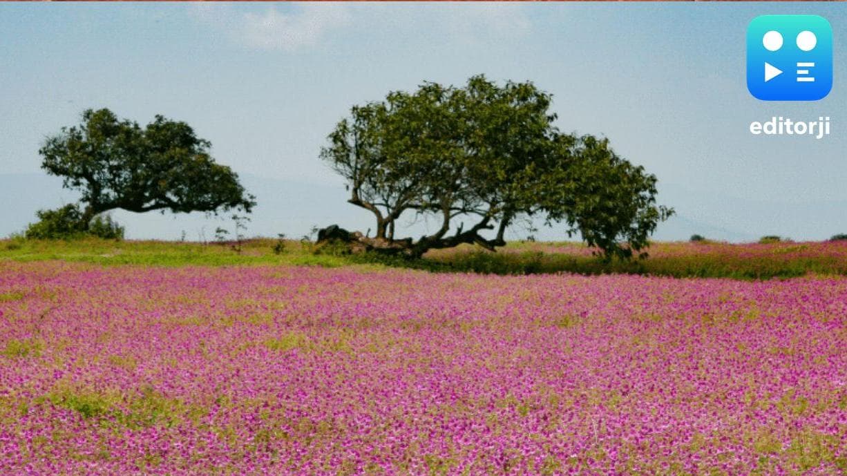 Explore Smt Sushiladevi Deshmukh College’s green oasis in Latur