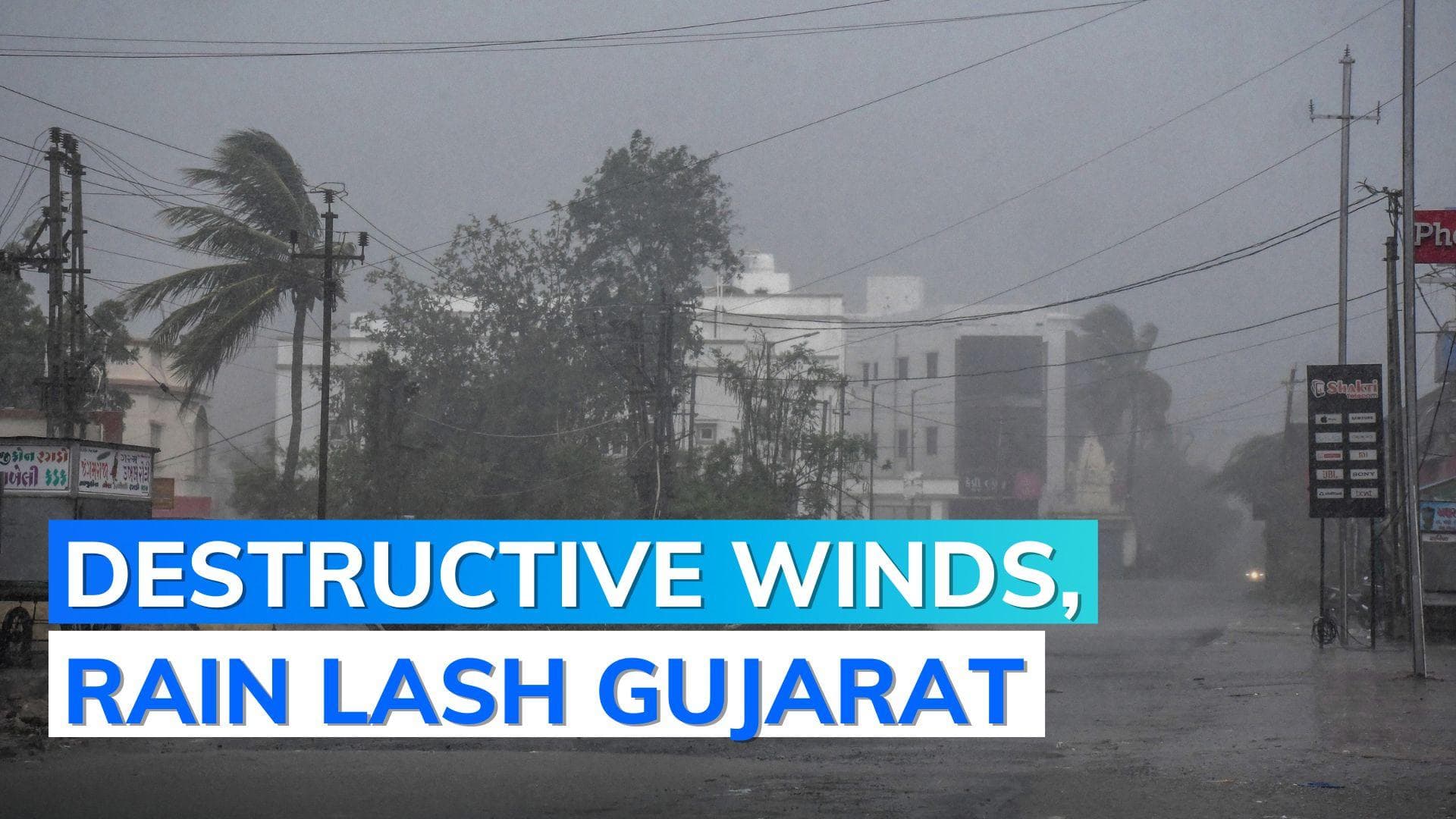 Cyclone Biparjoy: trees, electricity poles, bamboo structures uprooted along Gujarat coast