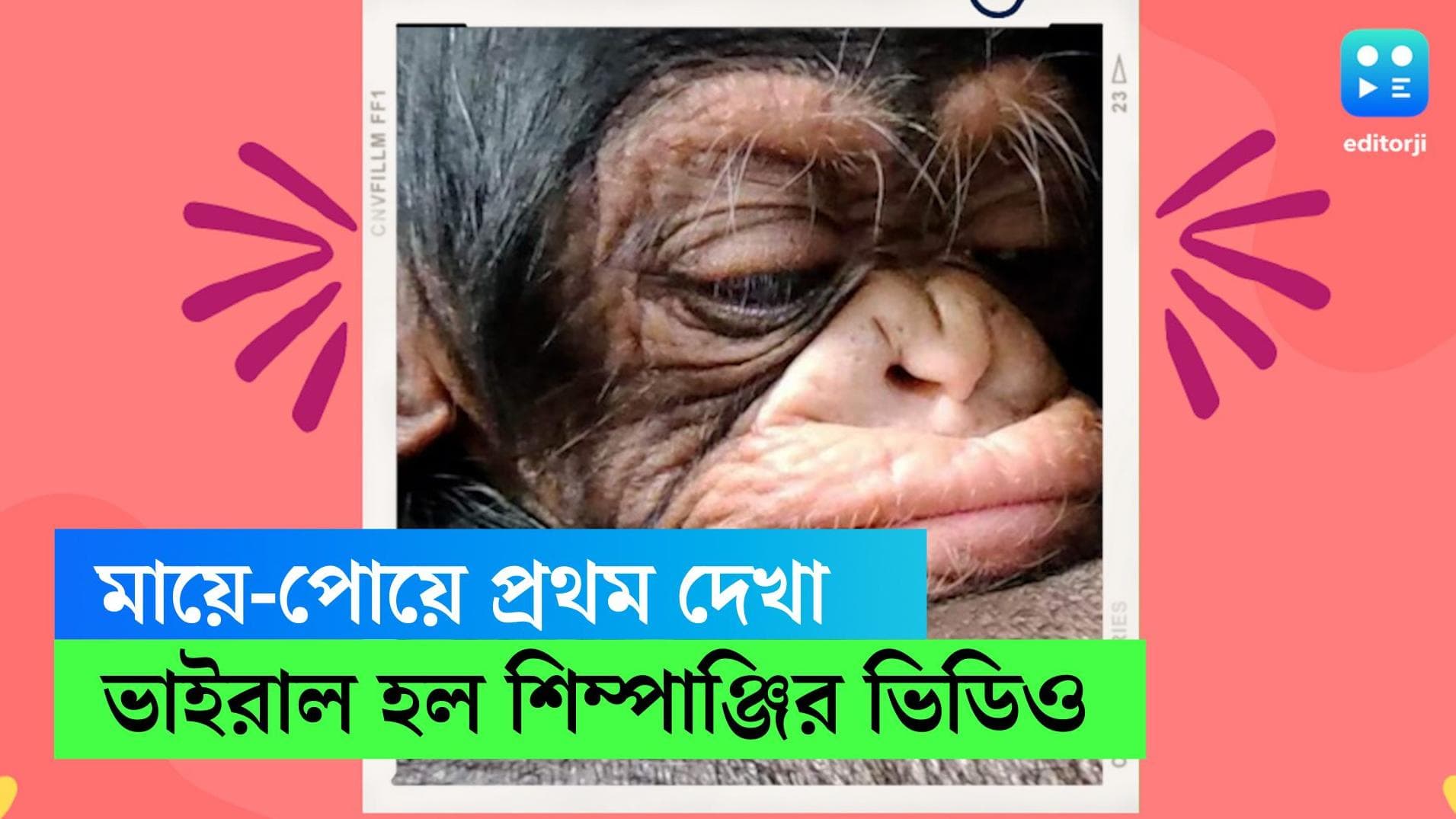 Viral video-Chimpanzee: জন্মের দু'দিন পর প্রথমবার সন্তানকে কোলে নিয়ে আত্মহারা মা শিম্পাঞ্জি! ভিডিও ভাইরাল