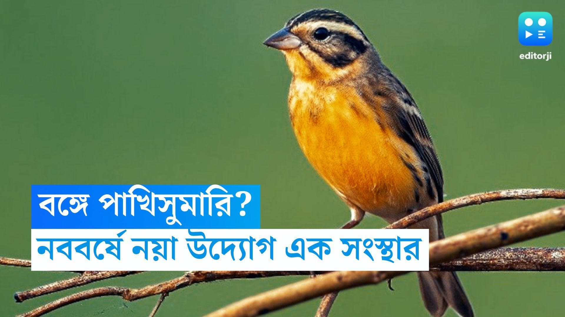 WB Bird Census: বাংলা নববর্ষে পাখিসুমারি? গ্রামবাংলার হারিয়ে যাওয়া পাখিদের খোঁজে ‘বার্ড ওয়াচার্স সোসাইটি’
