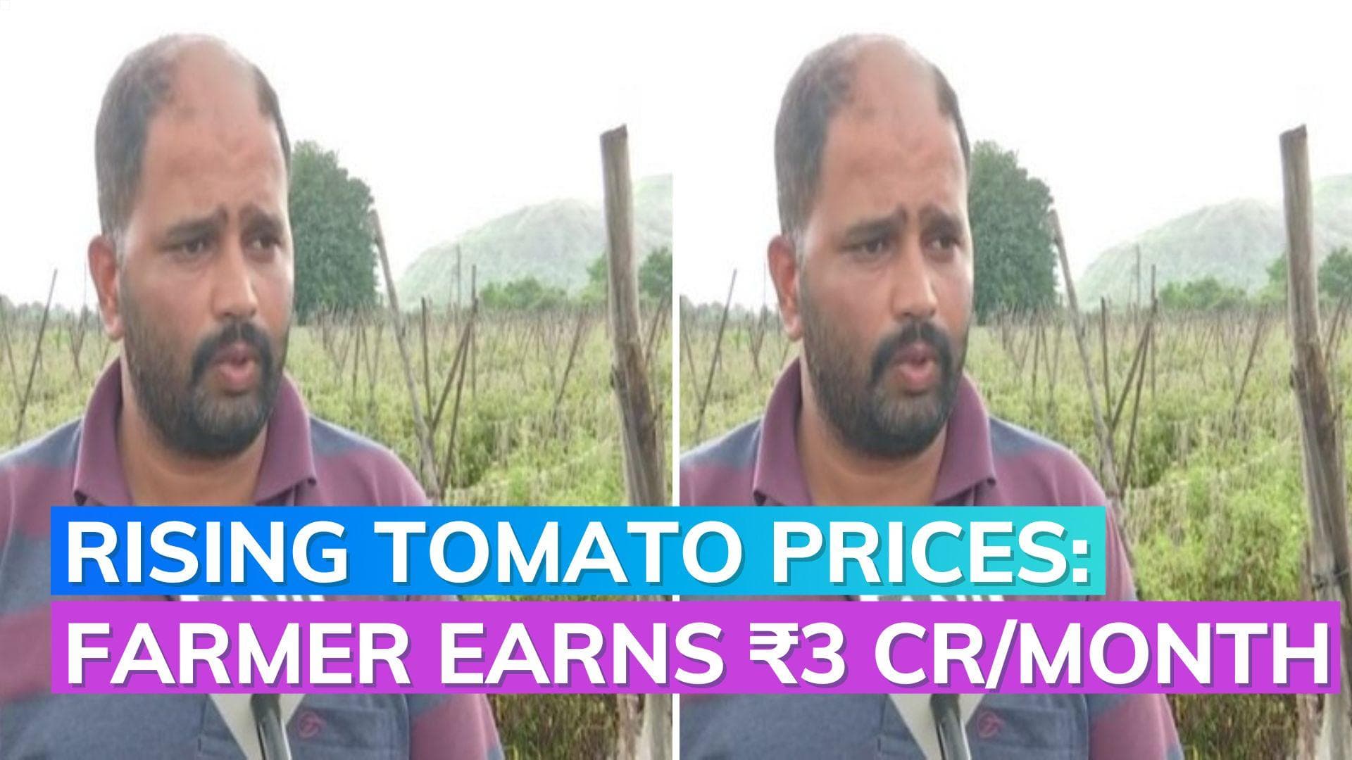 Rising tomato prices: Pune farmer becomes millionaire, earns crores in one month