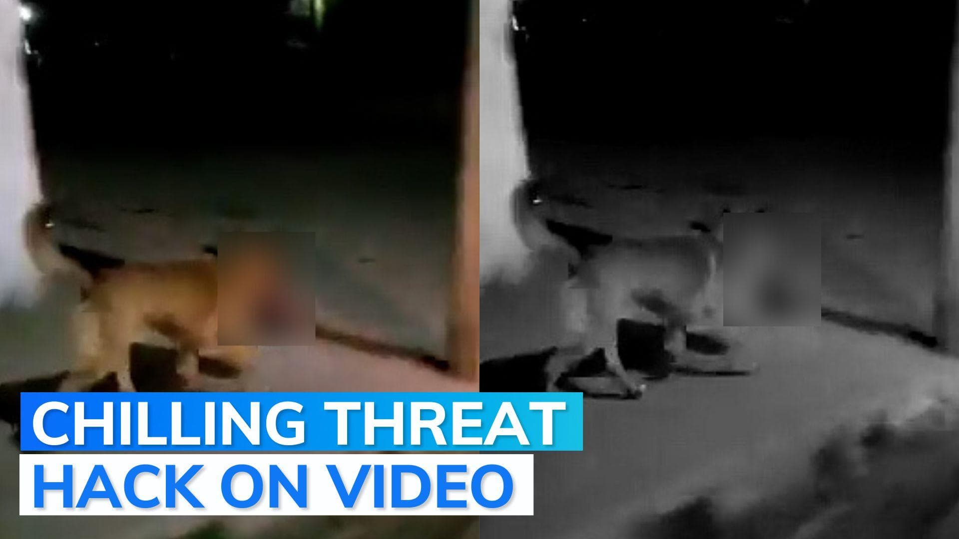 Video: Dog catches hold of human head in violence-plagued Mexico city 