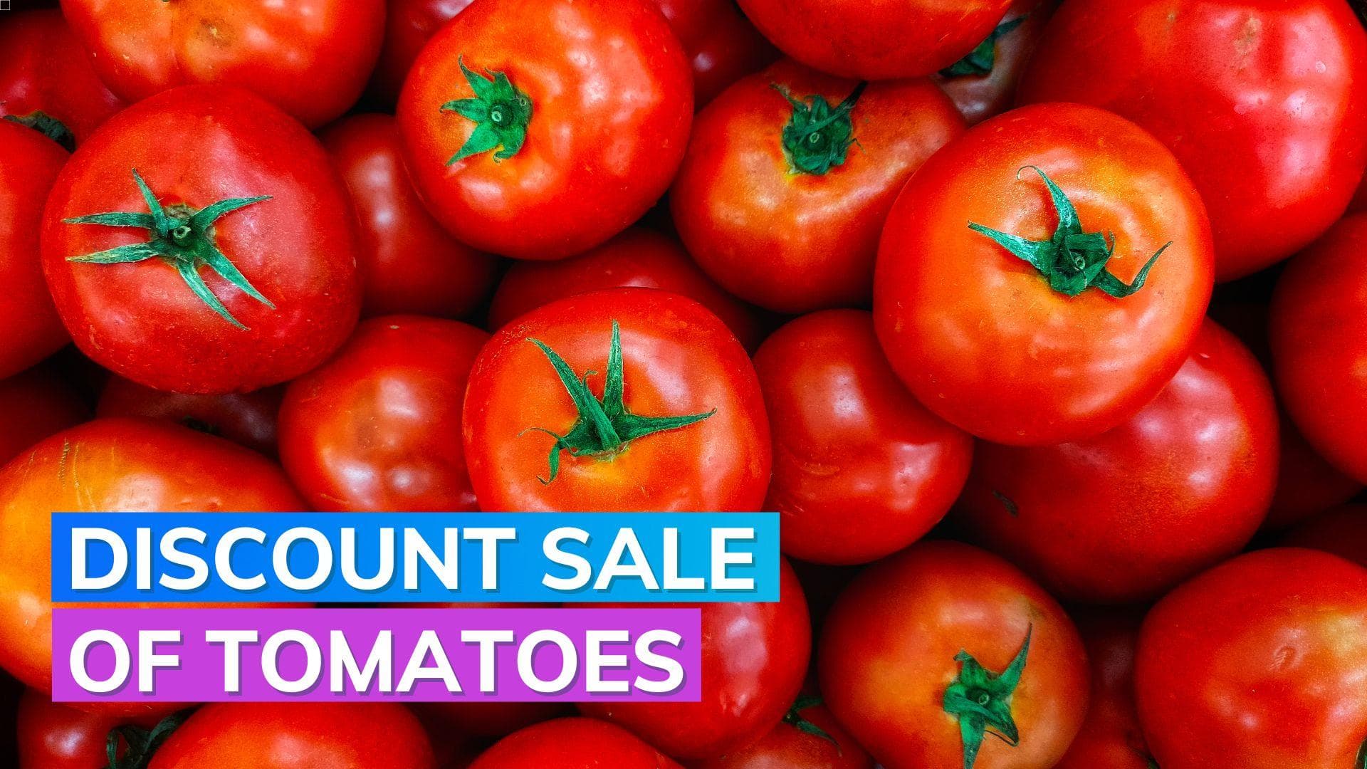 Soaring tomato prices: Govt's discount sale of tomatoes starts