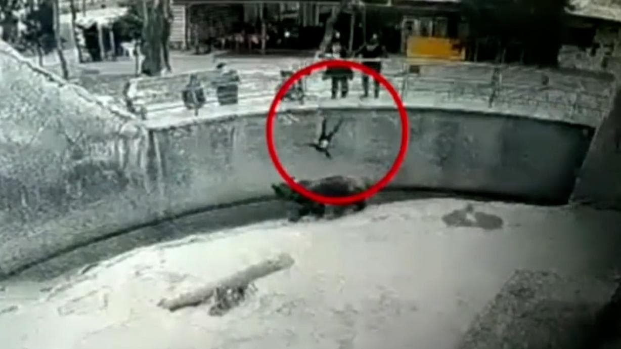 On camera: Woman throws 3-year-old daughter in bear enclosure. See what bear did
