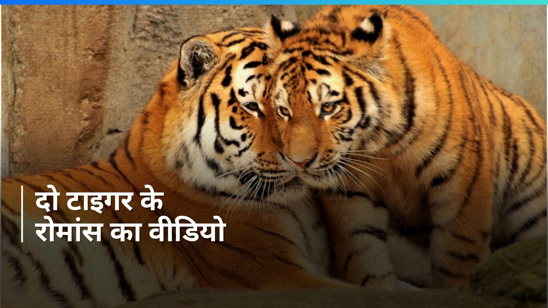Viral Video: दो बाघों का ऐसा प्यार आपको भी करेगा रोमांचित, कहेंगे- भाई, ये हुई असली फरवरी!