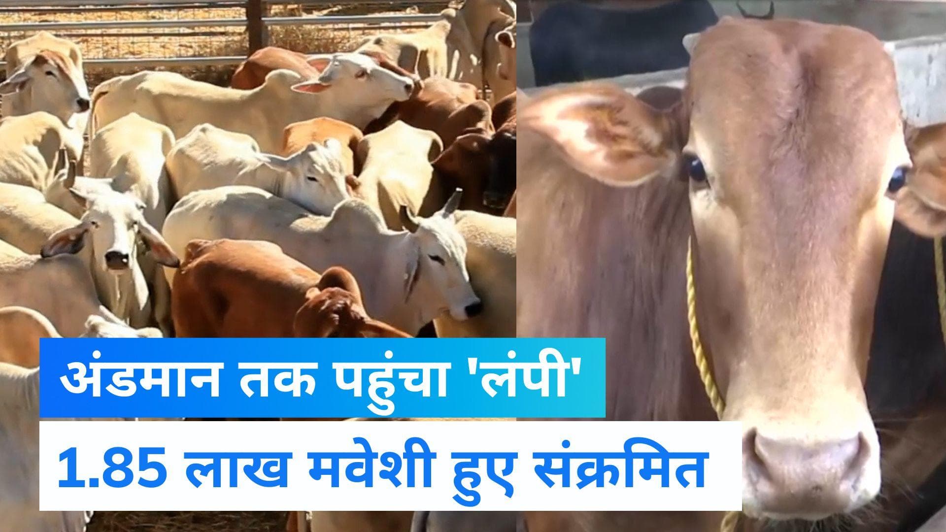 Lumpy Virus: 8 राज्य और अंडमान में लंपी ने ली 7300 मवेशियों की जान, 1.85 लाख अब तक संक्रमित 