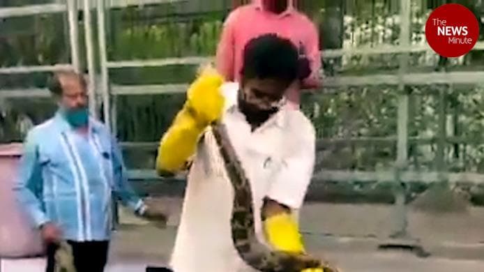 10-ft python coiled around tree brought down using a crane in Tirumala
