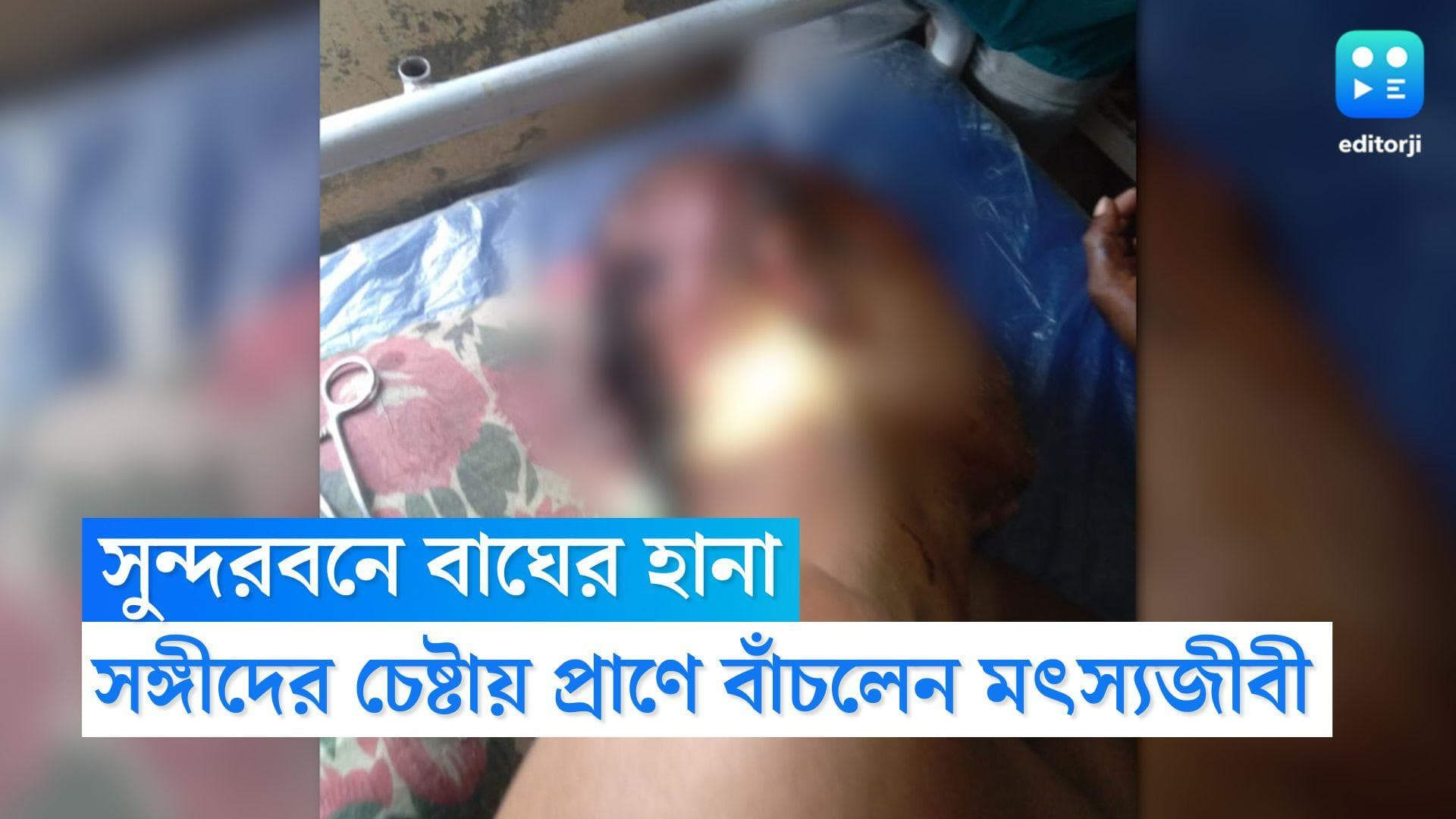 Sundarbans Tiger attack: ফের সুন্দরবনে বাঘের হানা, গুরুতর জখম এক মৎস্যজীবী