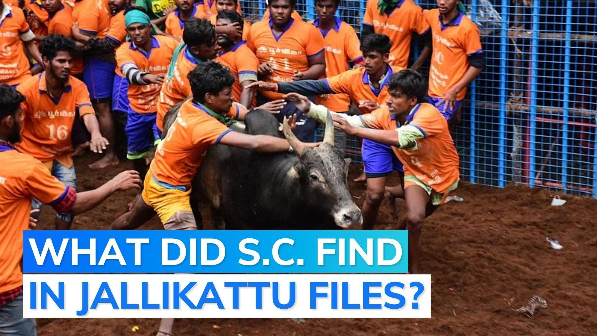Supreme Court finds 'something troubling' in President's assent to Jallikattu, Kambala