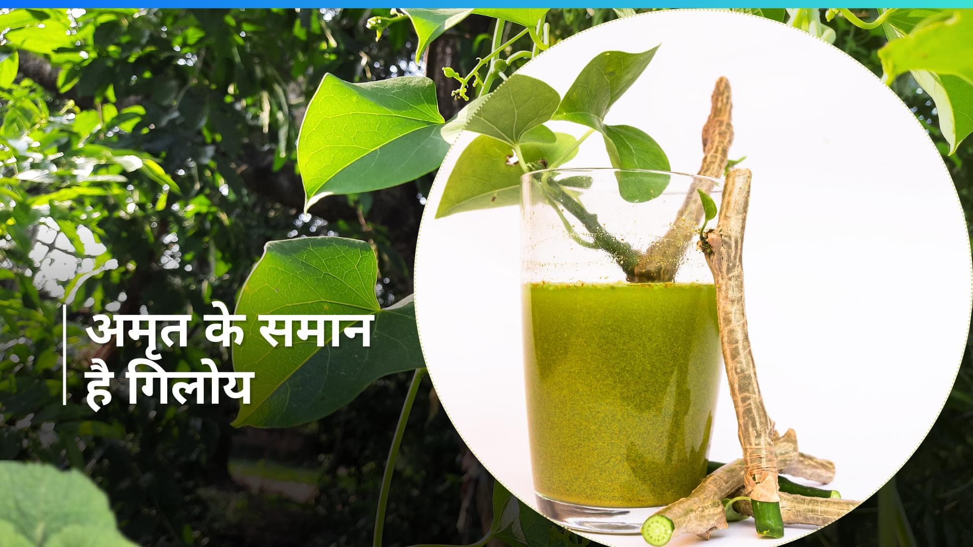 Giloy Benefits: यूं ही नहीं गिलोय का नाम अमृता है, ऐसे करें सेवन मिलेंगे ढ़ेरों फायदे