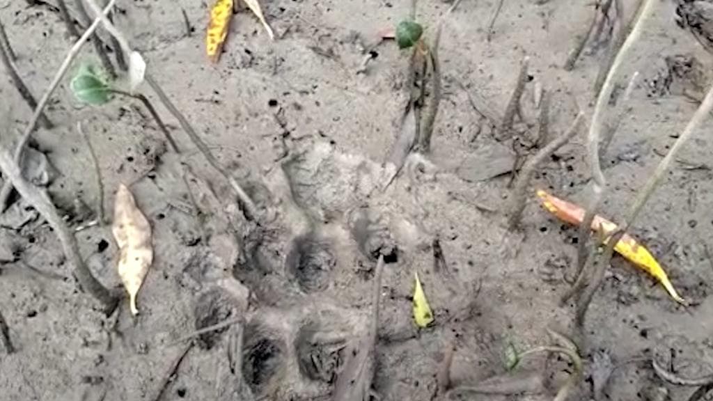 Tiger : গোয়ালে ঢুকে গরু-ছাগাল মেরে পালাল বাঘ, গোসাবায় আতঙ্ক