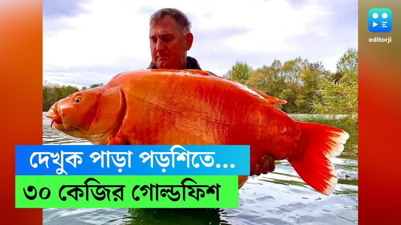 30 Kg Goldfish: 'দেখুক পাড়া পড়শিতে...' , ব্রিটেনের মৎস্য শিকারির জালে ধরা পড়ল ৩০ কেজির গোল্ডফিশ