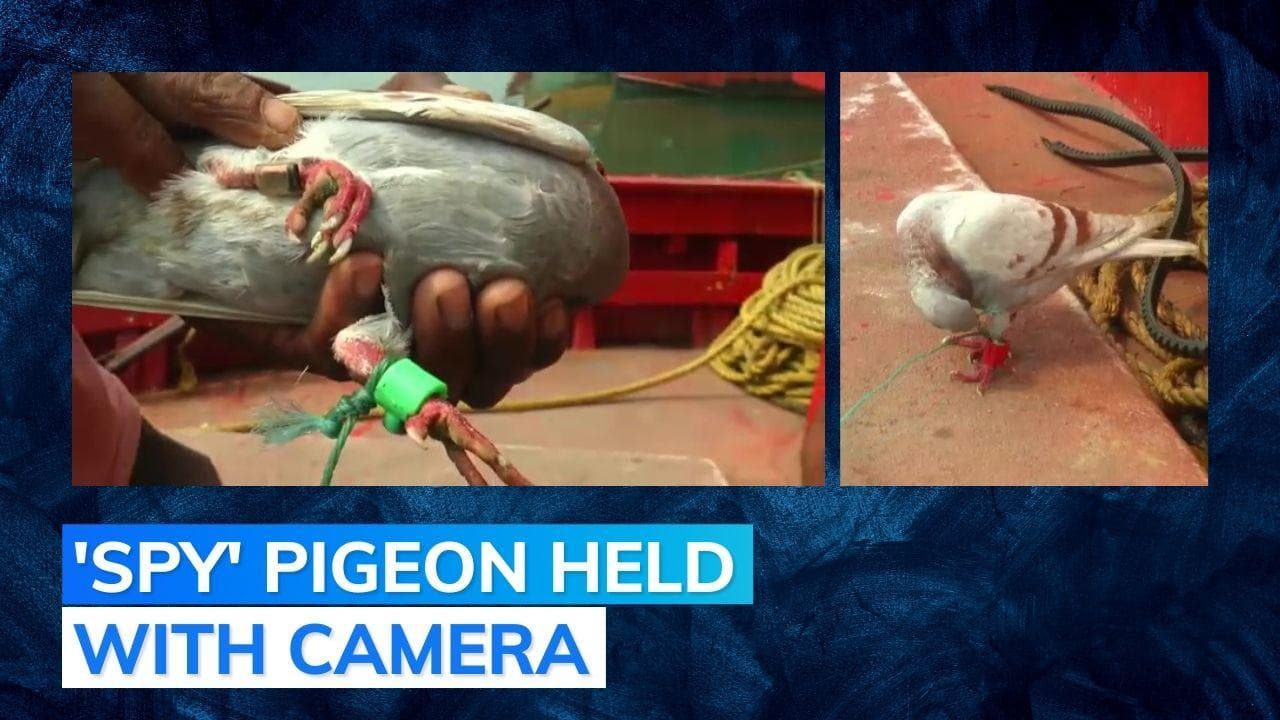 Pigeon with suspected spy devices fitted on leg caught in Odisha