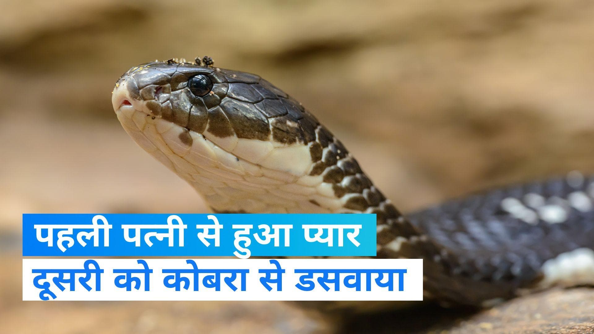 MP News: पहली पत्नी का चाहिए था साथ तो रची दूसरी पत्नी हत्या की साजिश, 2 बार सांप से डसवाया