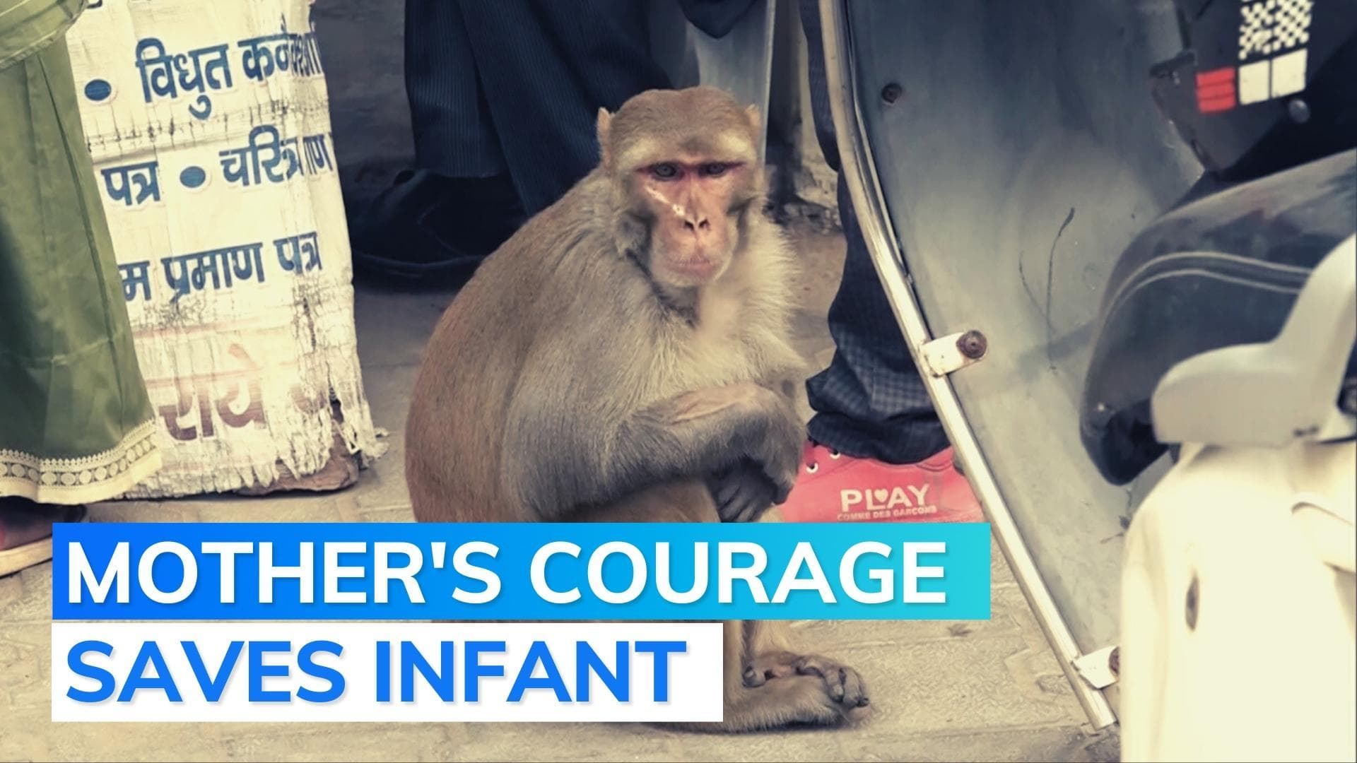 Thane: Infant suffers injury after monkey tries to snatch her from her mother