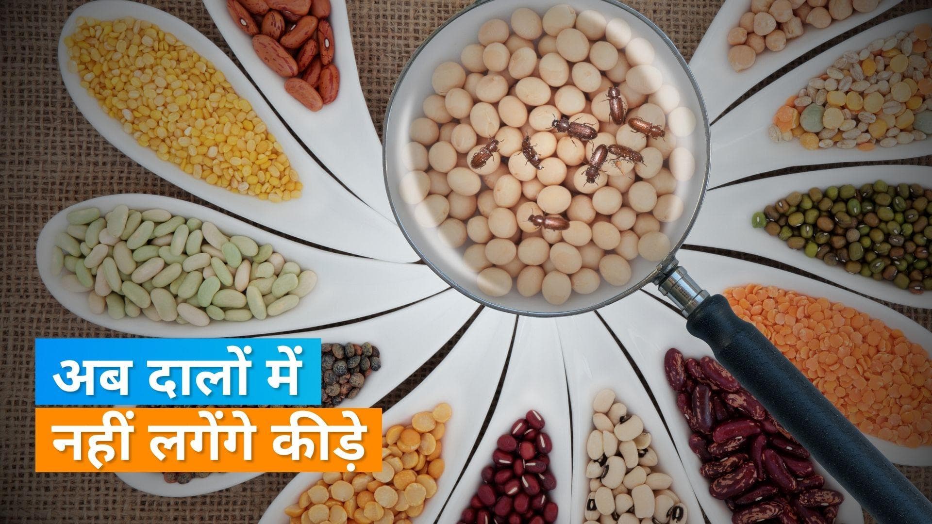 Prevent Dals from Insects: दाल में कीड़े लग जाते हैं तो अपनाएं ये आसान नुस्खा, शेफ पंकज ने किया शेयर