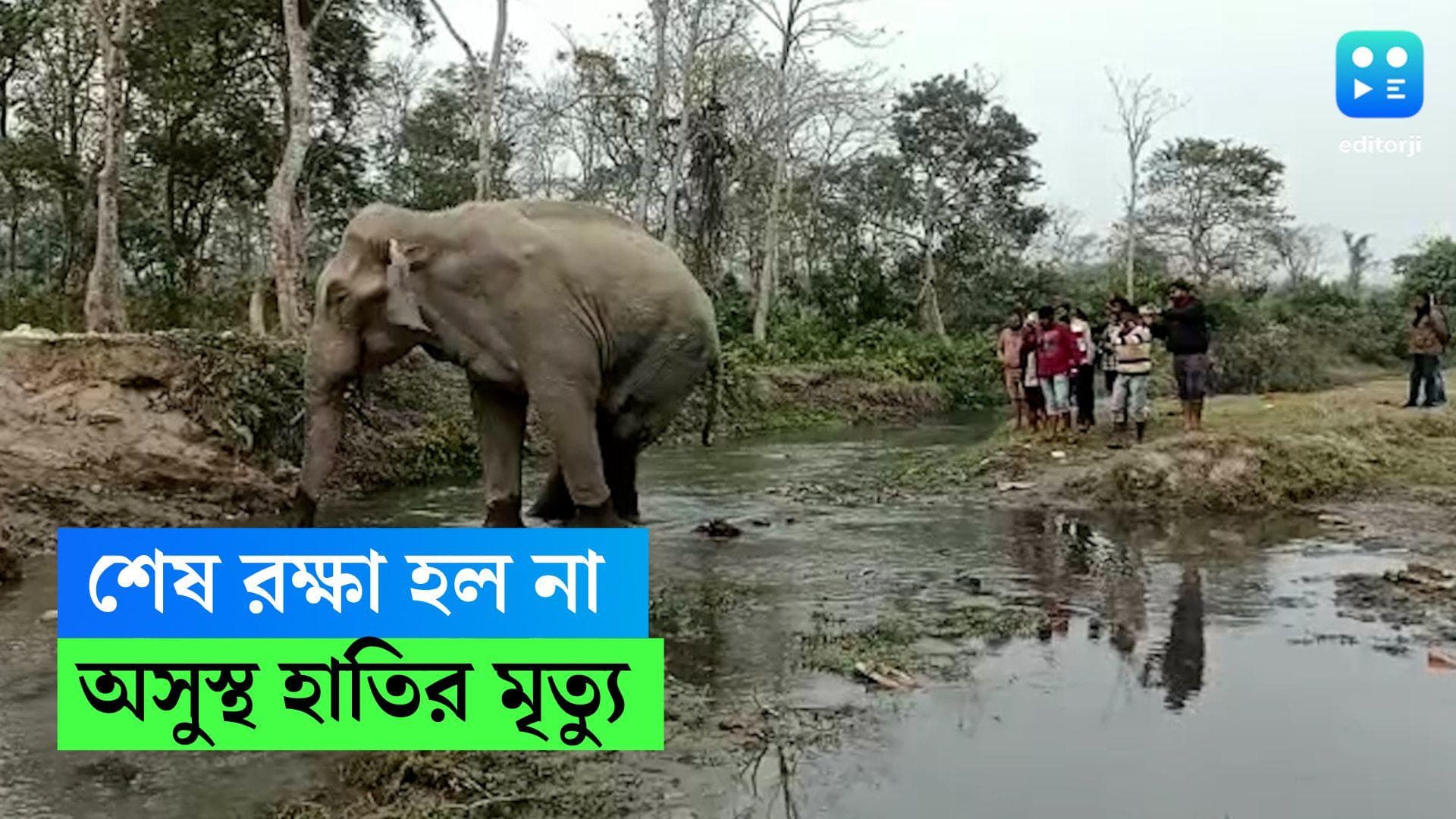 Elephant Died in Nathua Range: শেষরক্ষা হল না! দীর্ঘ অসুস্থতার পর মৃত্যু হল নাথুয়া রেঞ্জের অসুস্থ হাতির