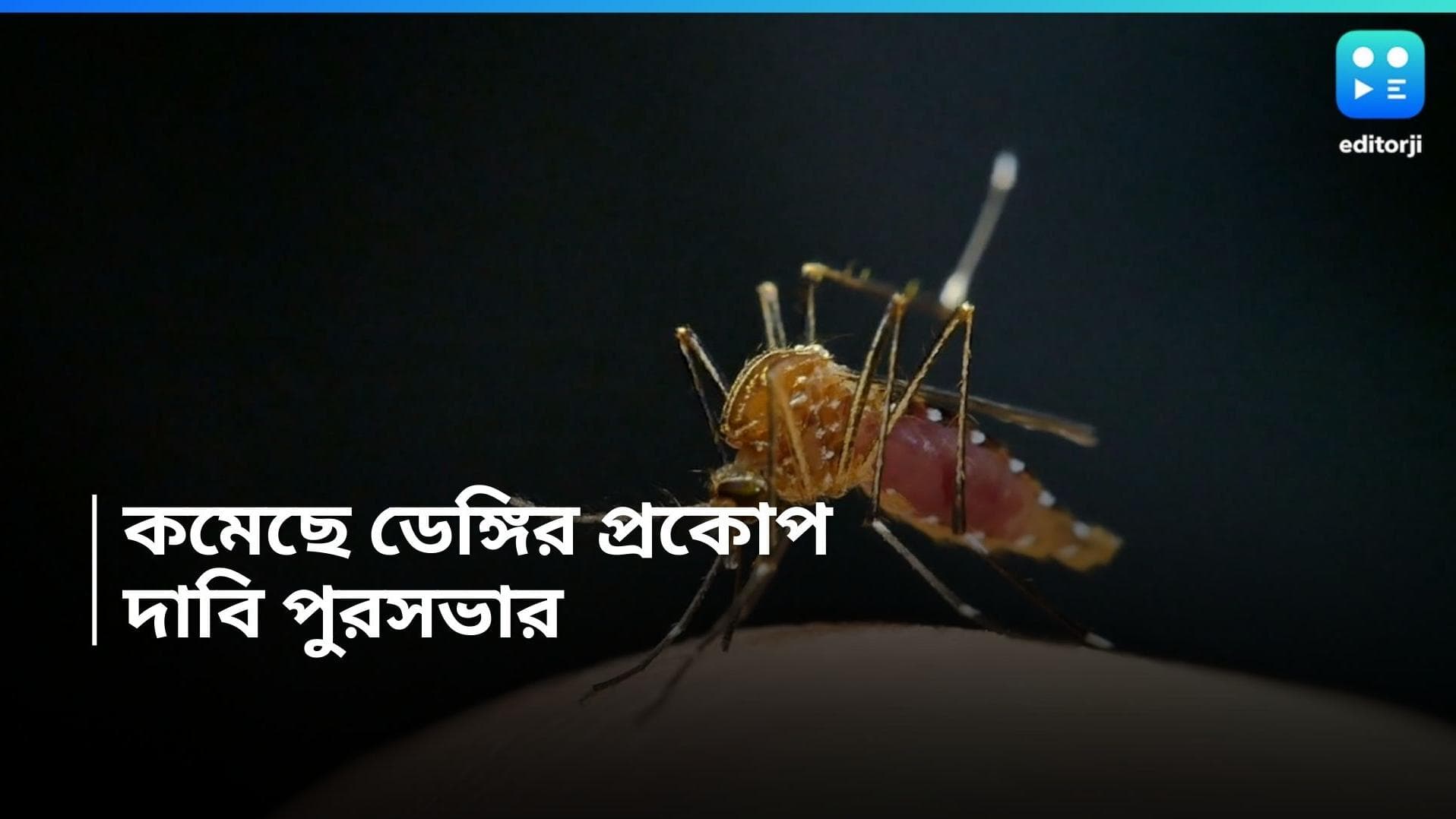 Kolkata Dengue: অন্য মরশুমের তুলনায় এই বর্ষাতে কম ডেঙ্গির হার, বলছে পুরসভার পরিসংখ্যান
