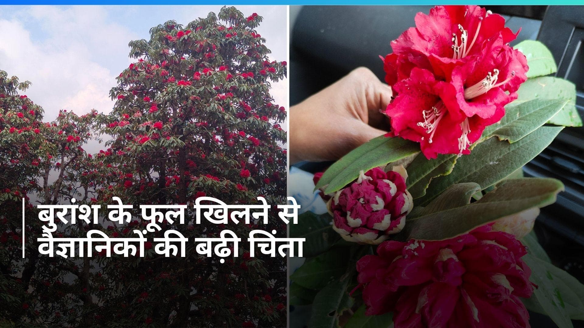 Uttarakhand में बुरांश के फूल का तय समय से जल्दी खिलना, चिंता का विषय क्यों?