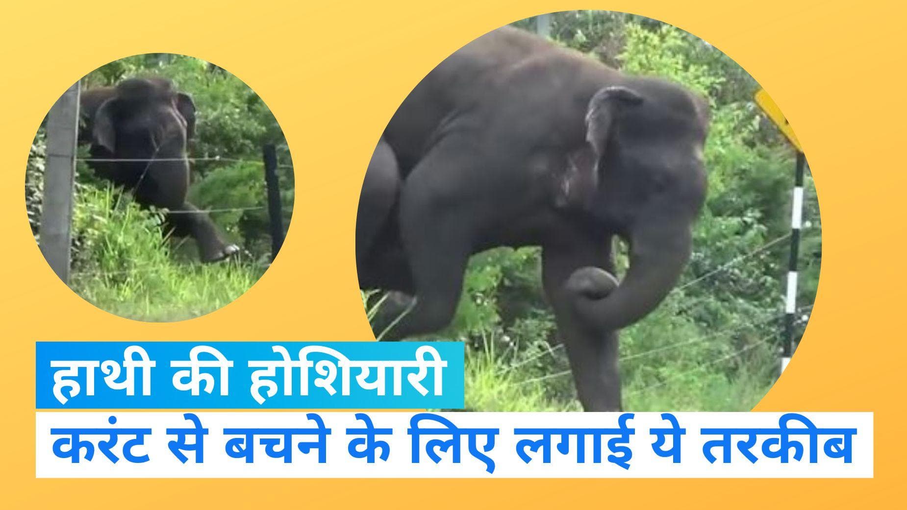 Viral Video: हाथी की होशियारी के कायल हुए लोग...करंट से बचने के लिए किया ये काम...देखें वीडियो