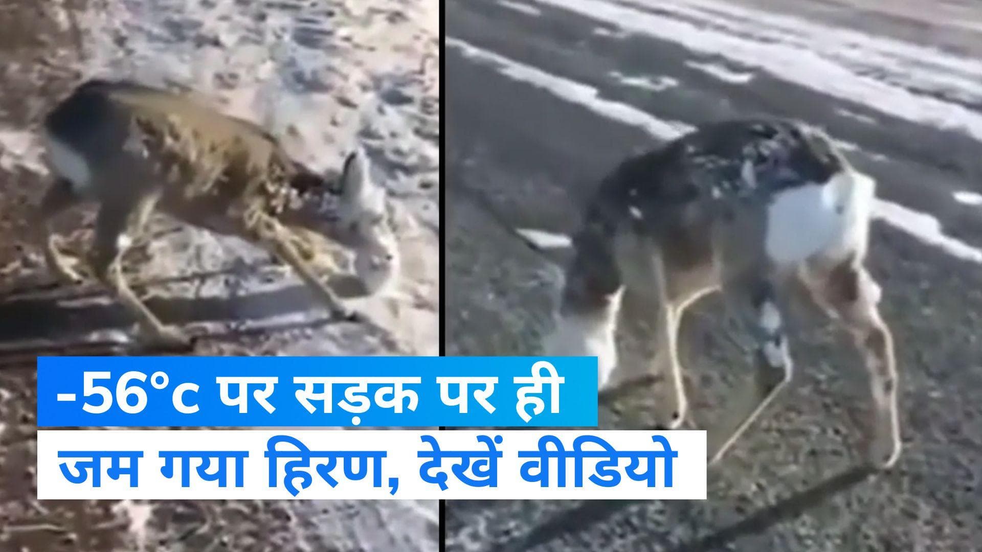 Deer Viarl Video: कड़ाके की ठंड में सड़क पर ही जम गया हिरण, देखिये हैरान करने वाला वीडियो 