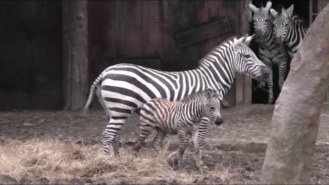 Alipore Zoo : আলিপুর চিড়িয়াখানায় এল নতুন অতিথি, জন্ম নিল জেব্রা শাবক