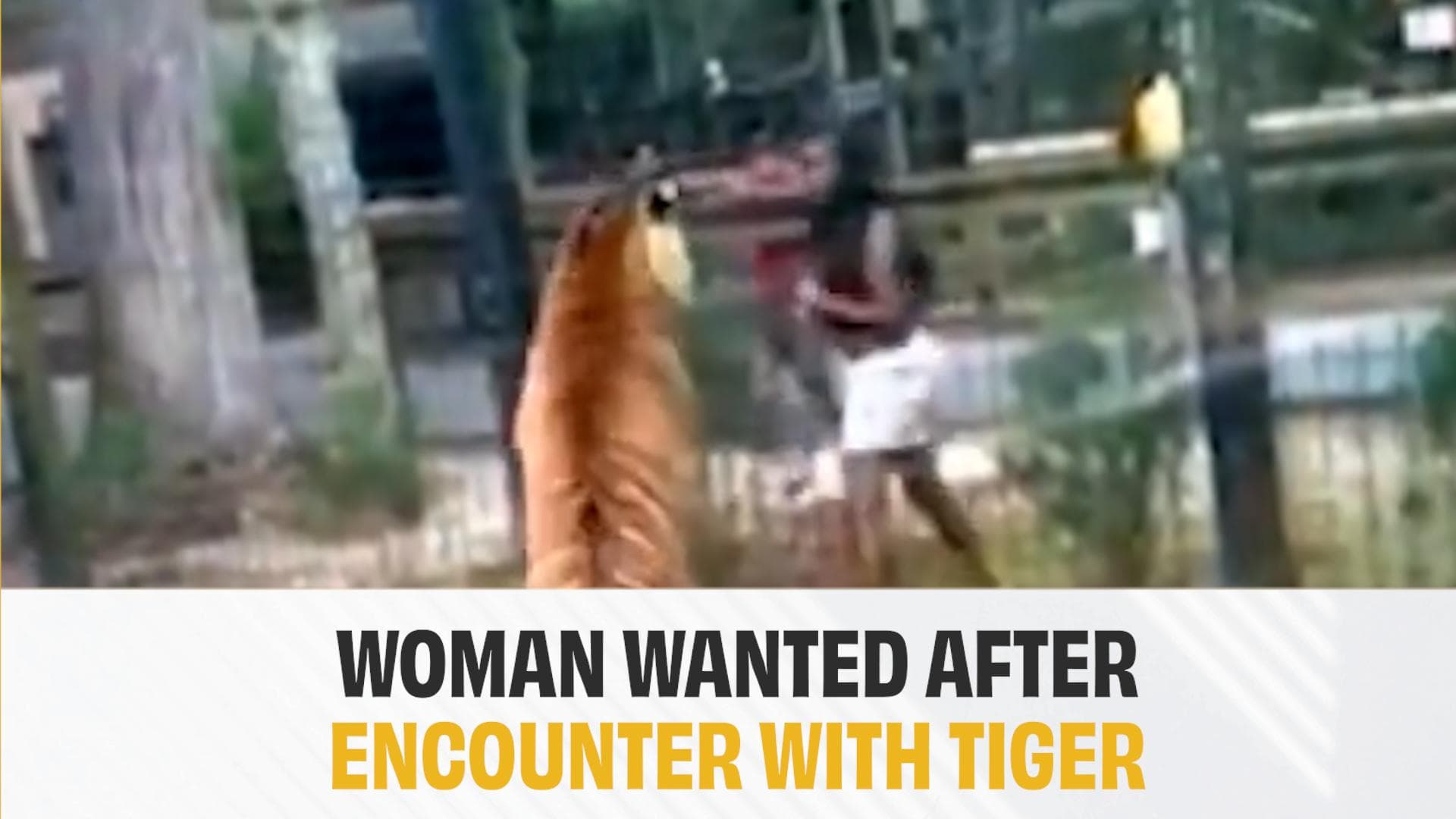  Chilling Video | Tiger Nearly Chews Off Woman's Hand As She Climbs Zoo Fence, Taunts Big Cat