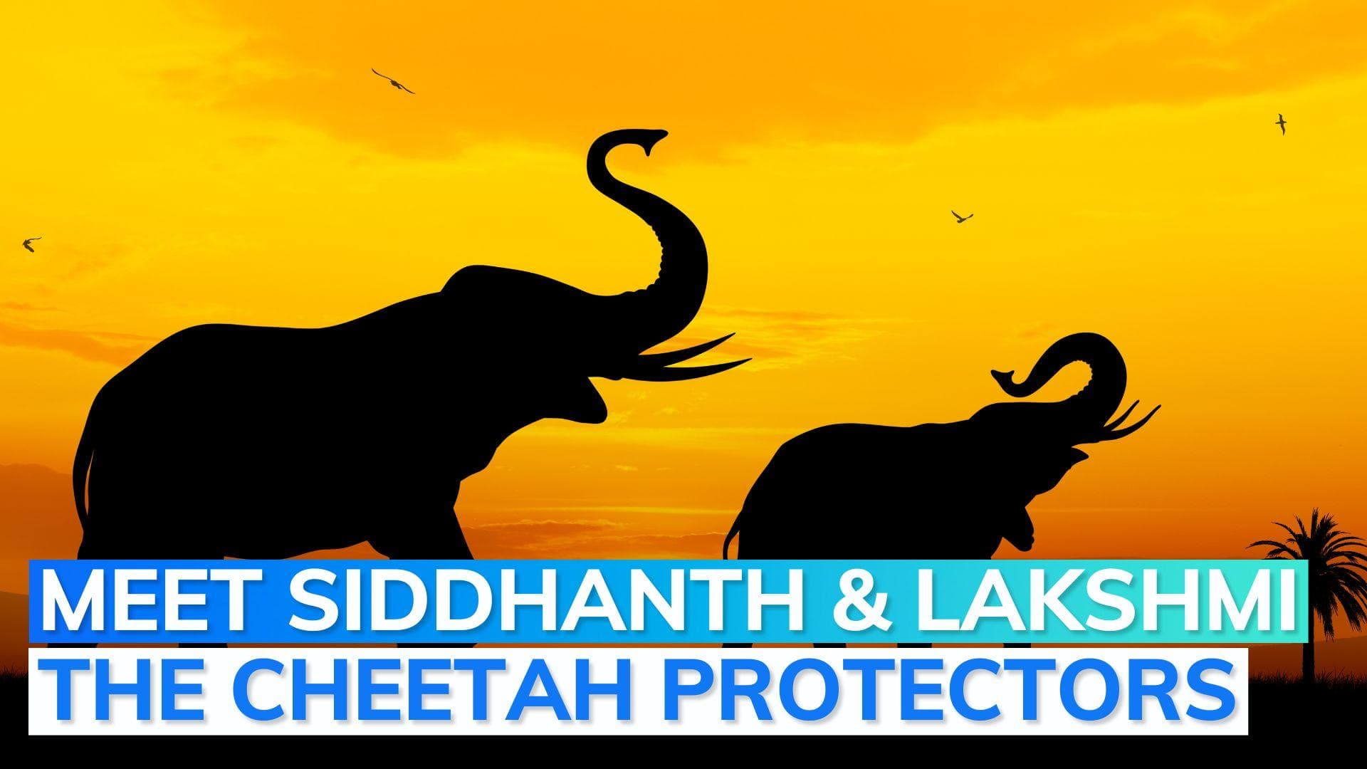 Explained: how two elephants brought to Kuno will help African cheetahs from leopards