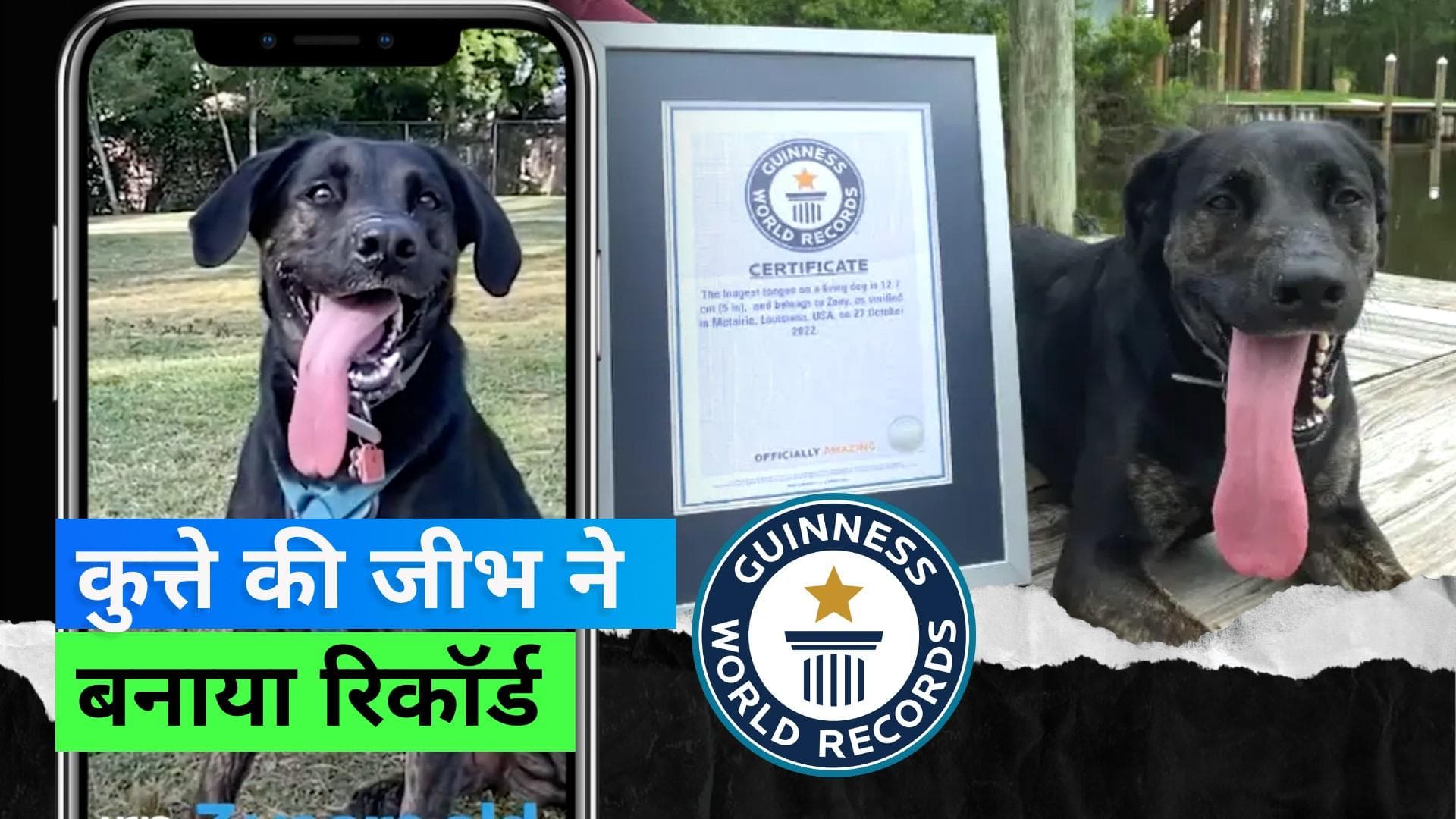 Guinness World Record: एक सोडा कैन से भी लंबी है इस कुत्ते की जीभ, बन गया वर्ल्ड रिकॉर्ड