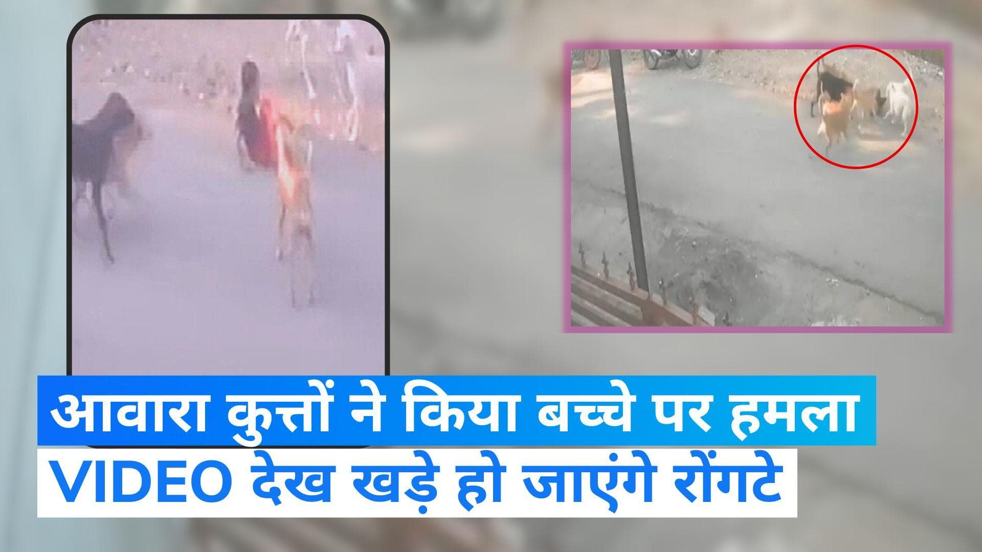 Viral Video: महाराष्ट्र में आवारा कुत्तों के झुंड ने किया बच्चे पर हमला, देखें वीडियो