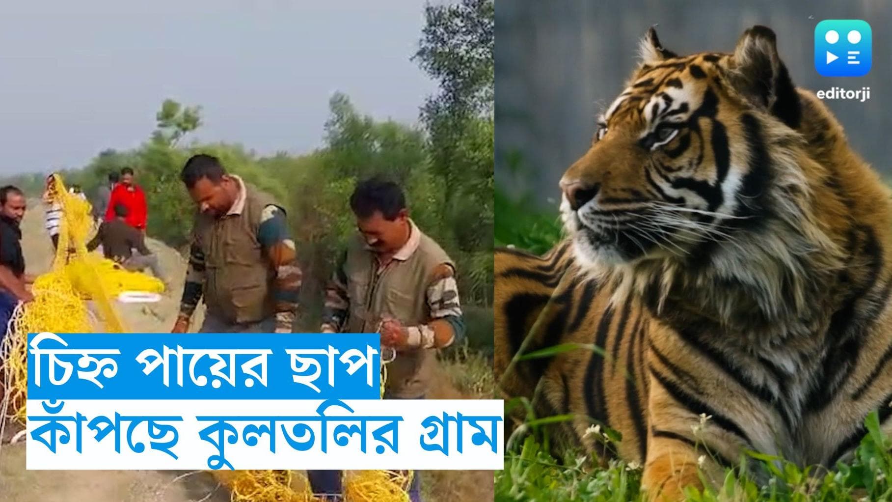 Kultali Tiger News : জাল ছিঁড়ে পায়ের ছাপ রেখে গেল, দেখা দিল না, আতঙ্কে শিটিয়ে কুলতলির মইপিঠ