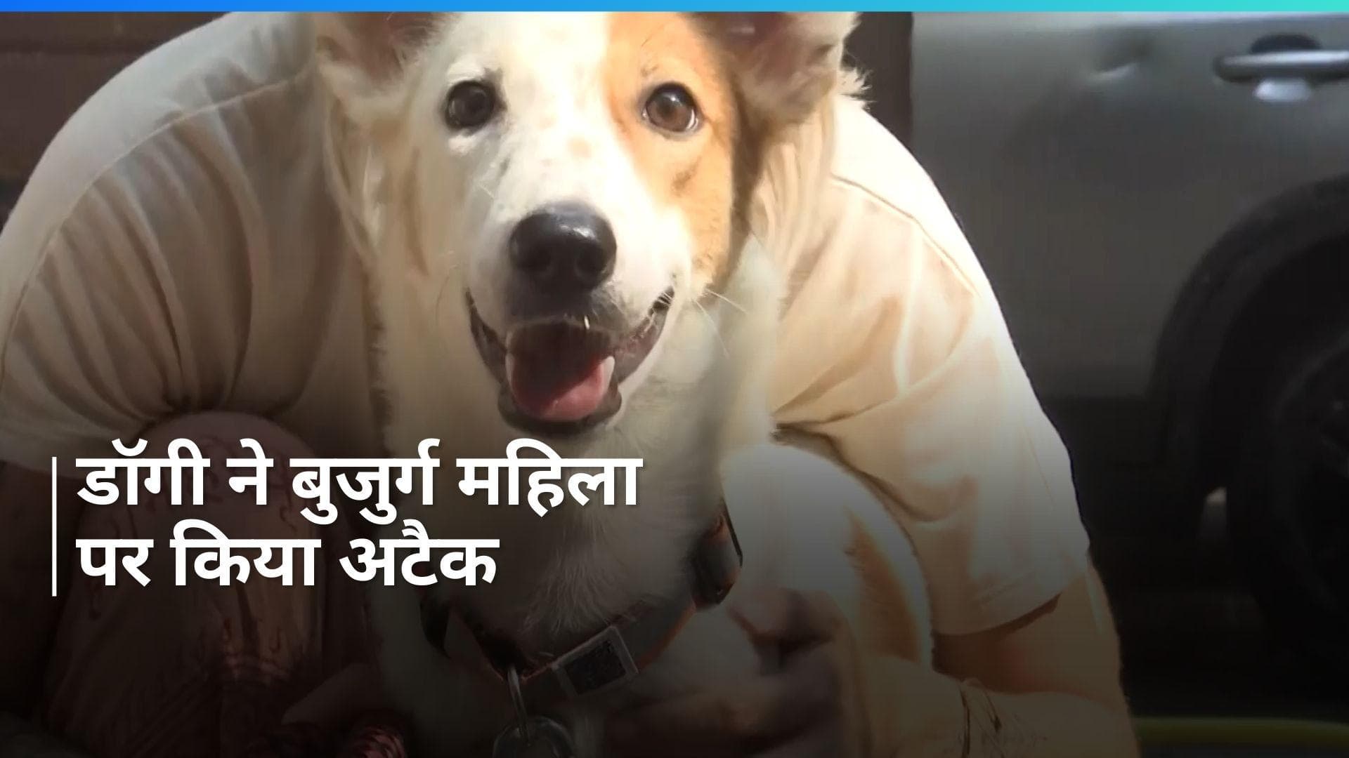 Haryana News: पानीपत में डॉगी ने बुजुर्ग महिला पर किया अटैक,  घायल महिला अस्पताल में भर्ती 