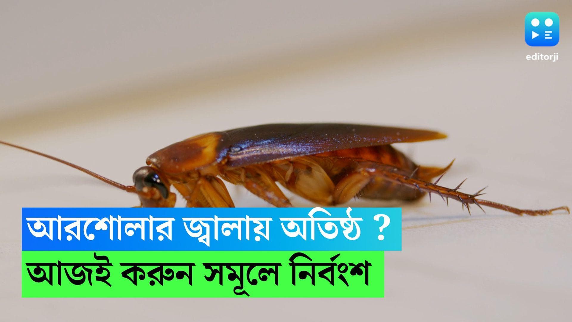 Cockroach Problems: আরশোলার উৎপাতে  অতিষ্ঠ? আজই এই ঘরোয়া টোটকায় করুন বাড়ি ছাড়া 