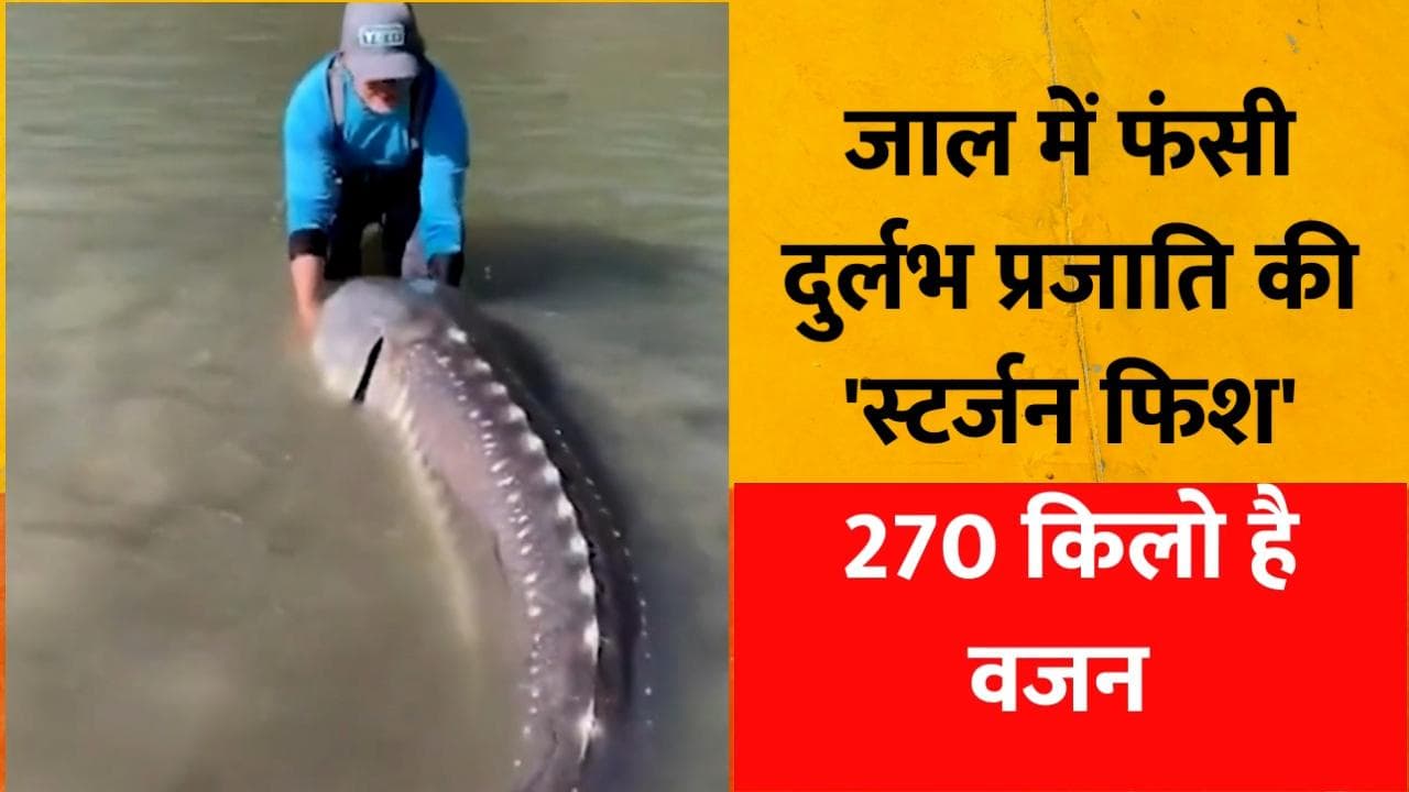 मछुआरों के जाल में फंसी 'Dinosaur', Video देखकर आप भी हो जाएंगे दंग!