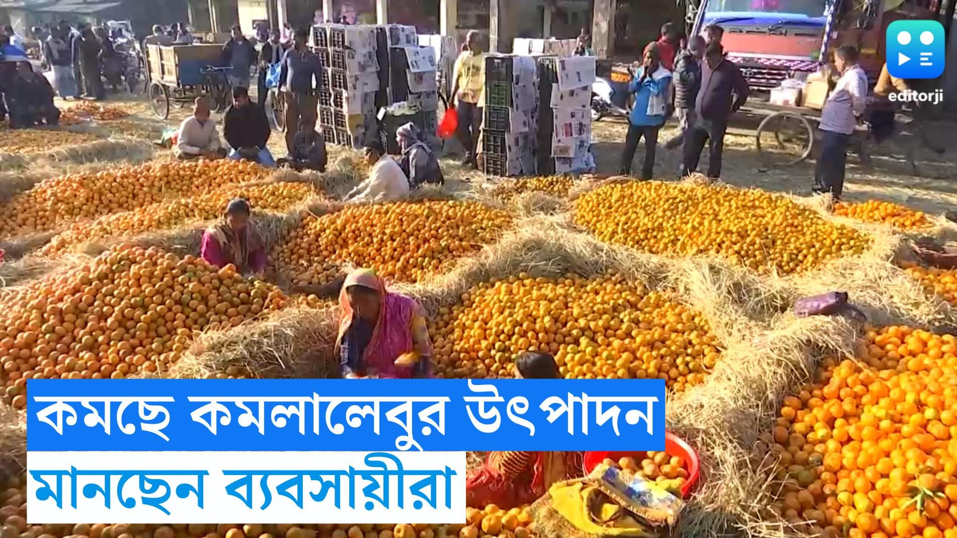 Siliguri News: কমছে কমলালেবুর উৎপাদন, বাড়ছে ক্ষতি, মানছেন উত্তরবঙ্গের ব্যবসায়ীরা