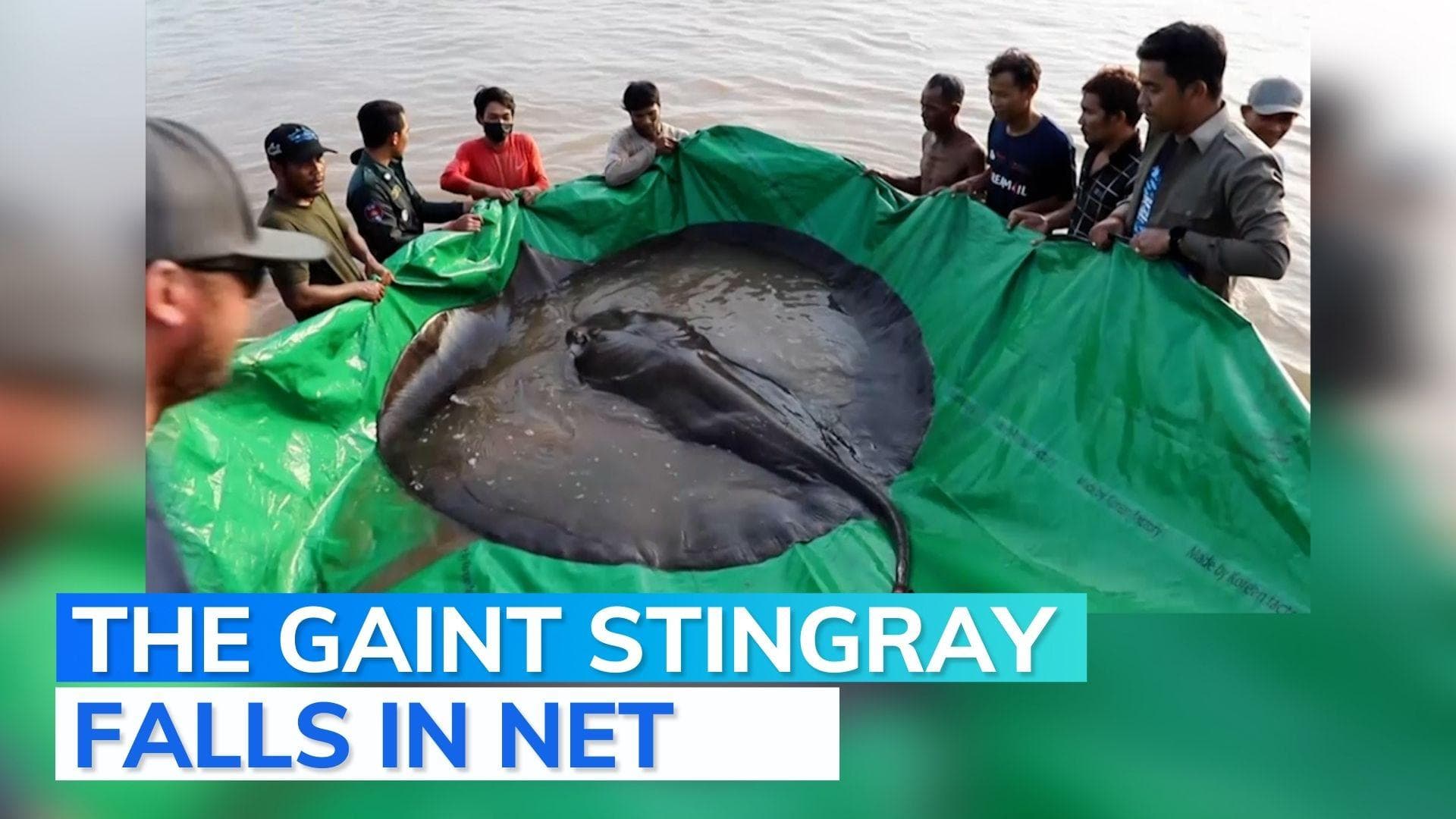 Cambodian catches world's largest recorded freshwater fish: here are the details