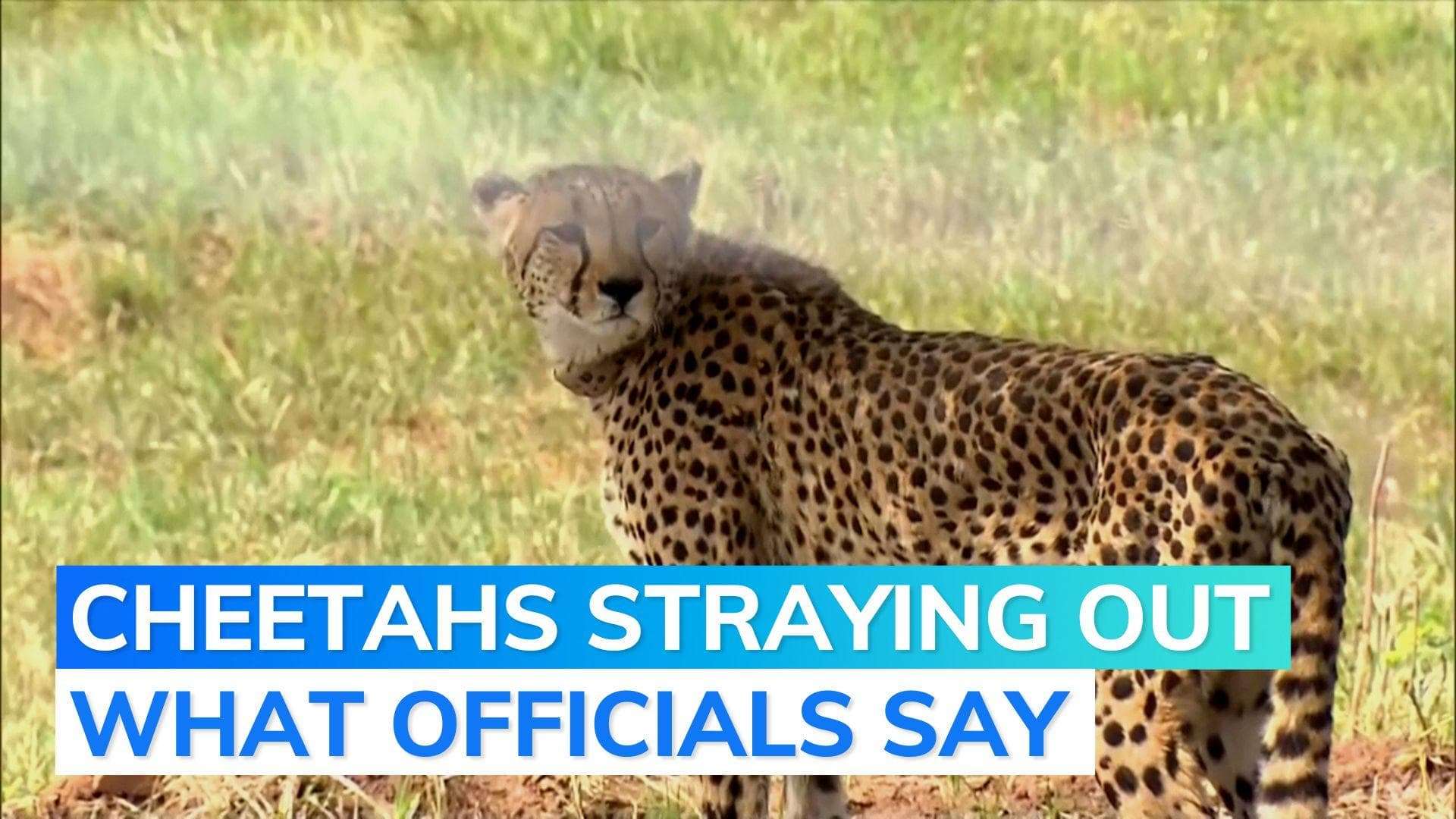 MP: Cheetah Oban that strayed out of Kuno National Park rescued, brought back