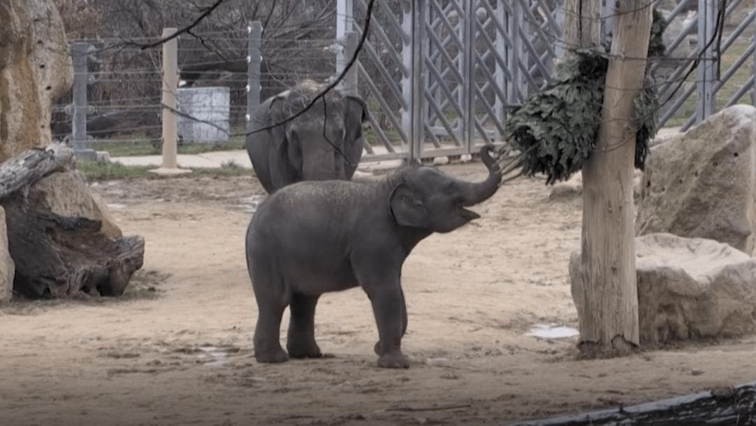 Prague Zoo: प्राग के चिड़ियाघर की खूबसूरत तस्वीर! हाथियों और गोरिल्लाओं के लिए 'क्रिसमस ट्री' अहार