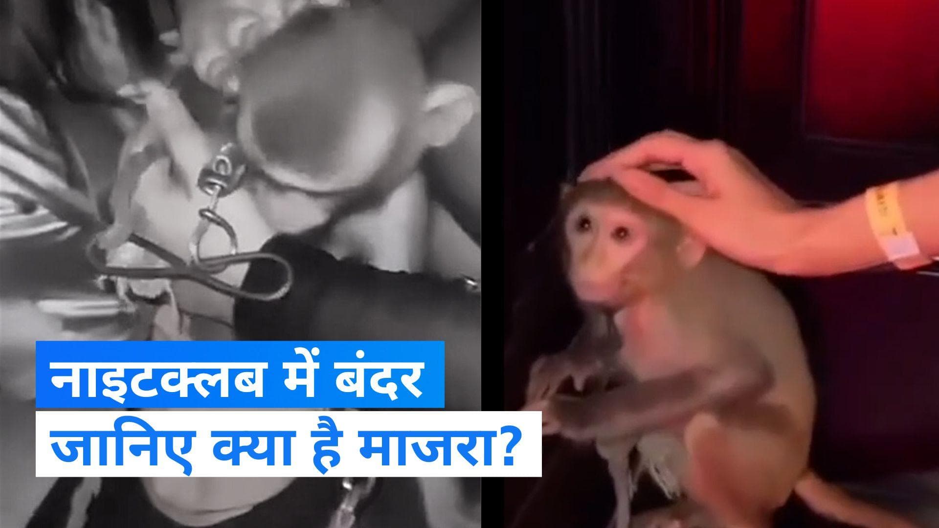 Viral Video: Kolkata के नाइटक्लब में बंदर को जंजीर से बांधकर रखा गया, FIR दर्ज 