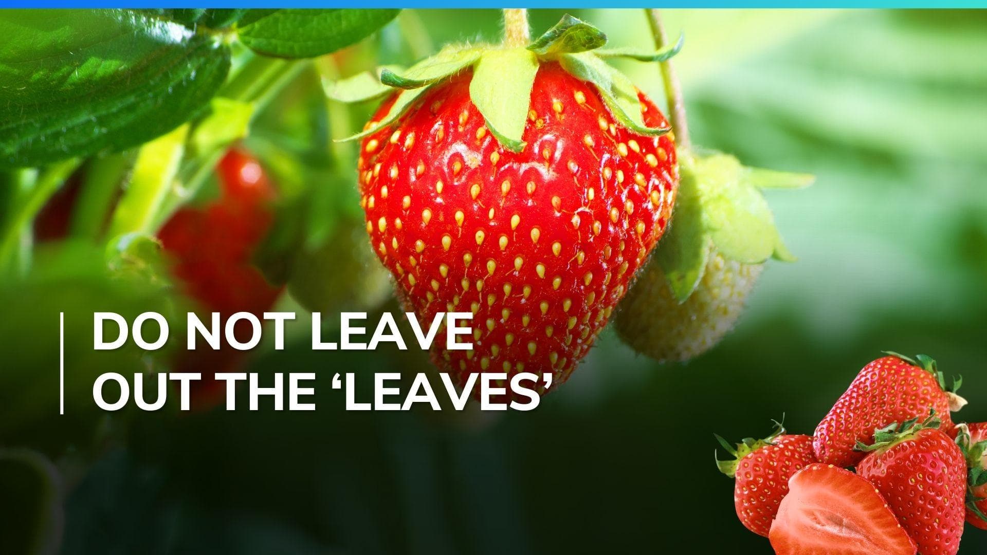 Did you know that you can eat strawberry leaves too? Here are some of their nutritional benefits