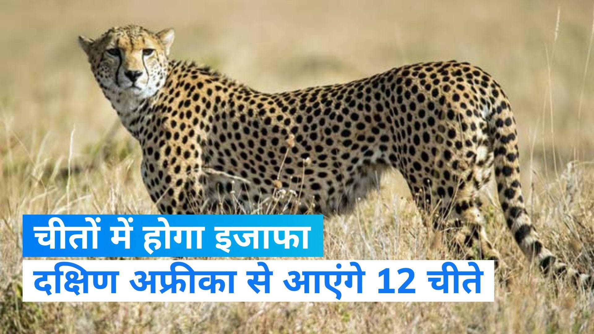 Kuno National Park: अह दक्षिण अफ्रीका से आएंगे मेहमान, 10 जनवरी तक भारत आ सकते हैं 12 चीते