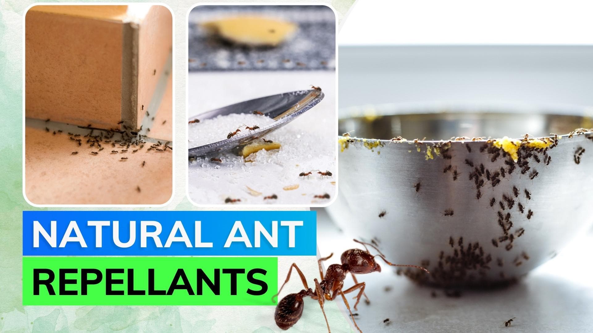 6 home remedies to get rid of ants this monsoon season 